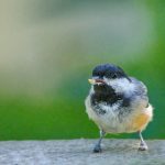 探索欧博真人app:畅享真实赌场体验的最佳选择 5wh4cl9k0